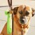 Kikkerland - Lys Til Hundesnor - Led - Kobe