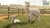 Farming Simulator 25 - Beans Alpacas Edition