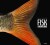 Fisk - Scaled-Up