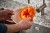 Fiskars - Functional Form - Citruspresser