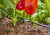 Gardena - Aquabloom - Solcelledrevet Vandingssystem - L