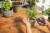 Gardena - Herbcut Urtesaks - Rustfrit Stål - L 25 4 Cm
