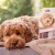Pelspleje Sæt Til Labradoodle Hunde 2X250 Ml - Greenfields