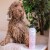 Greenfields - Shampoo Til Hunde - Curly Coat 250 Ml