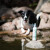 Greenfields - Shampoo Til Hunde - Spray Go 250 Ml
