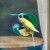 Hape - Fuglehus Til Vindue - Nature Fun E5570