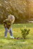 Hape - Pointed Garden Shovel - Spids Skovl Til Børn - Grøn