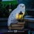 Harry Potter - Hedwig Gnome Light