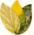 Healthy Plant Book