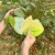 Healthy Plant Book