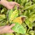 Healthy Plant Book