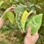 Healthy Plant Book