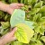 Healthy Plant Book