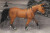 Hest Figur Hvid - Model Series - Animal Universe - 22X10X14 5 Cm