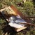 Kikkerland - Huckleberry Forest Cutlery