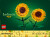 Lego 40524 - Sunflowers - Botanicals - Solsikker