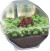 Clementoni - Science Play - My Wild Terrarium - Bear