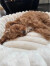 Nordic Paws - Ripple Comfort S - Hvid - Small