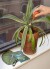 Kikkerland - Plant Care Kit