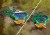 Playmobil Dinos - T-Rex Trace Path - 71524