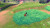 Pokemon Shield
