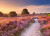Ravensburger - Pink Pathway Puzzle - 1000 Brikker