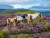 Ravensburger - Wild Horses - Heste Puslespil - 2000 Brikker