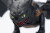 How To Train Your Dragon - Ultimate Plasma Blast Toothless