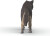 Schleich 14991 - Amerikansk Ulv - Wild Life