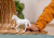 Schleich 13959 - Camarillo Hoppe Hest - Farm World