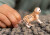 Schleich 14866 - Cheetah Gepard Unge - Wild Life