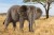 Schleich 14761 - Elefant - Afrikansk Hun - Wild Life