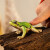 Schleich 14882 - Europæisk Træfrø - Wild Life
