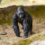 Schleich 14770 - Gorilla - Han - Wild Life