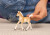 Schleich 13951 - Haflinger Hest - Føl - Horse Club