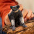 Schleich 14877 - Indri - Wild Life