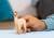 Schleich 70761 - Lama - Enhjørningeføl - Bayala