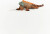 Schleich 14854 - Leguan - Wild Life