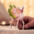 Schleich 70821 - Magisk Hjortekalv - Bayala