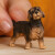 Schleich 13972 - Ruhåret Gravhund - Farm World