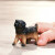 Schleich 14925 - Schæferhundehvalp - Farm World