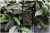 Technaxx - Natur Vildtkamera - Tx-69
