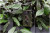 Technaxx - Natur Vildtkamera - Tx-69