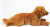 Teddy Hermann - Golden Retriever - 60 Cm - Bamse