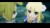 The Alliance Alive Hd Remastered
