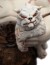 The Hobbit Statuette - Azog The Defiler - Mini Epics - Weta Workshop