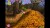 Tomba Special Import