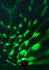 Top Light - Led Diskolys Party Ball Med Fjernbetjening - Vn 71209