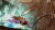 Transformers Rise Of The Dark Spark - Import