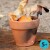 Urtepotteskjulere - Terracotta - H 8 Cm - Ø 9 Cm - 24 Stk